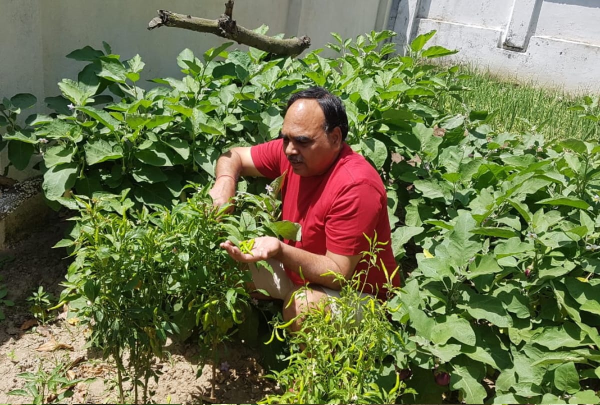 Five Types vegetables Growing in house during lockdown in gorakhpur