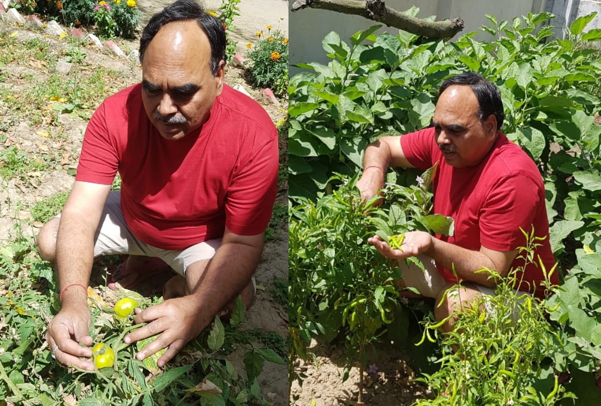 Five Types vegetables Growing in house during lockdown in gorakhpur