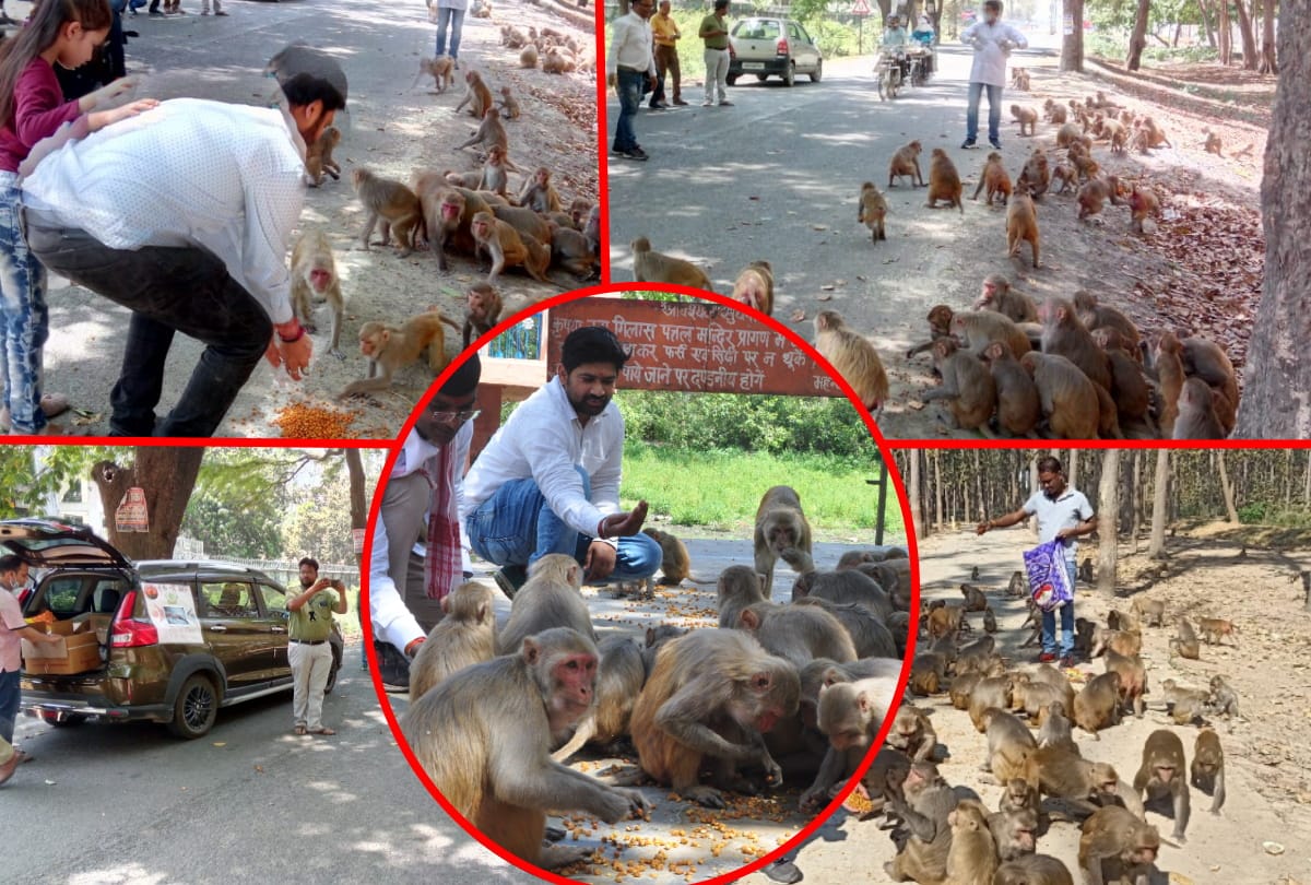 People distributed food on Animals during lockdown in gorakhpur