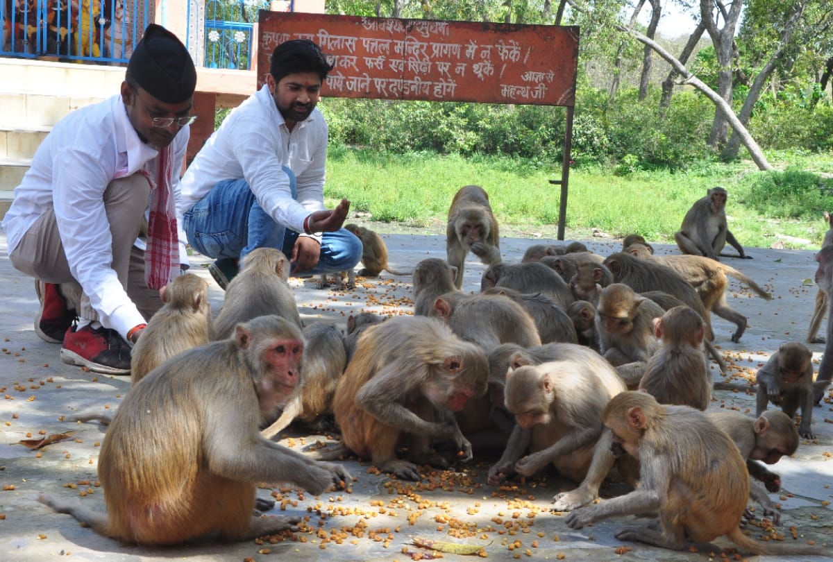 People distributed food on Animals during lockdown in gorakhpur