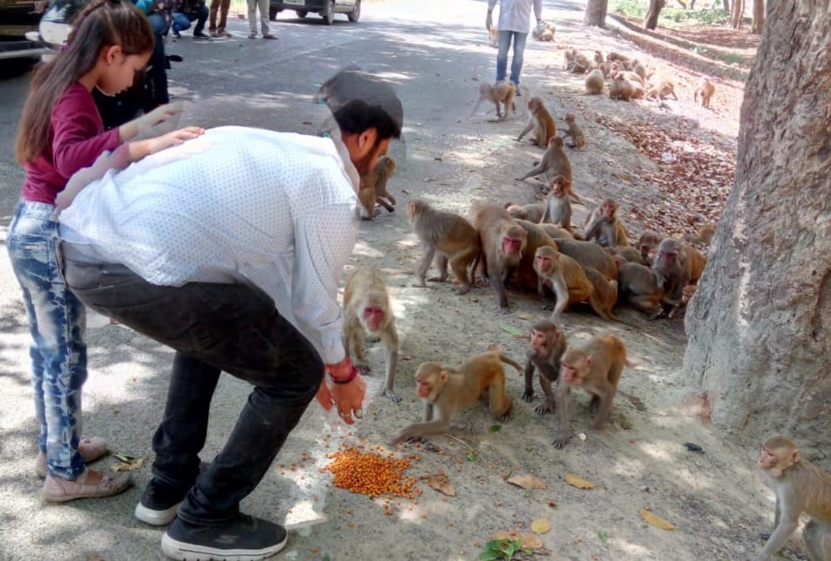 People distributed food on Animals during lockdown in gorakhpur