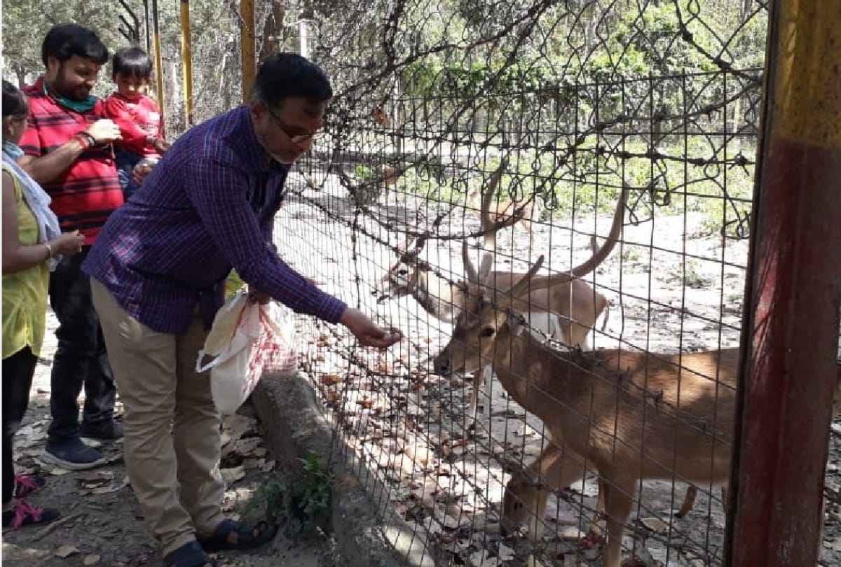 People distributed food on Animals during lockdown in gorakhpur