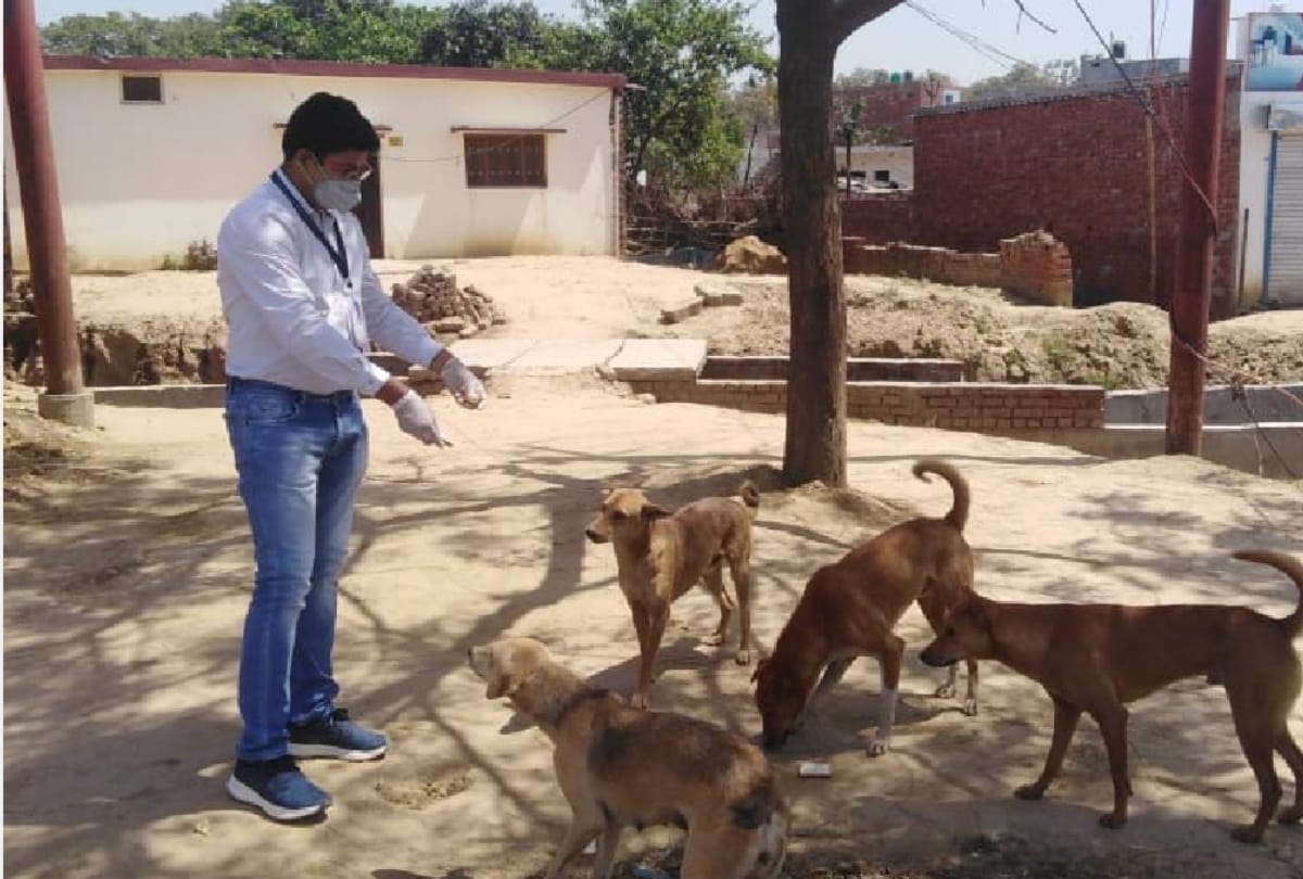 People distributed food on Animals during lockdown in gorakhpur