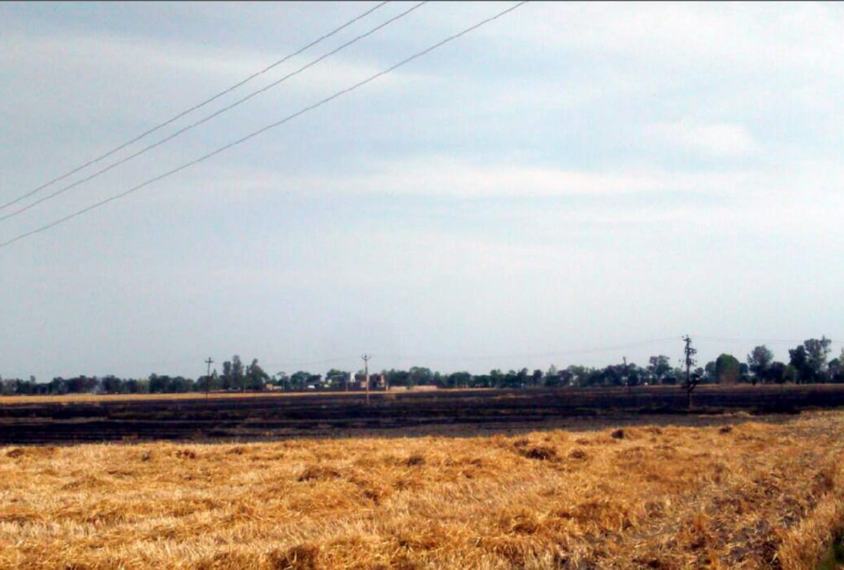 Wheat burnt from short circuit in basti