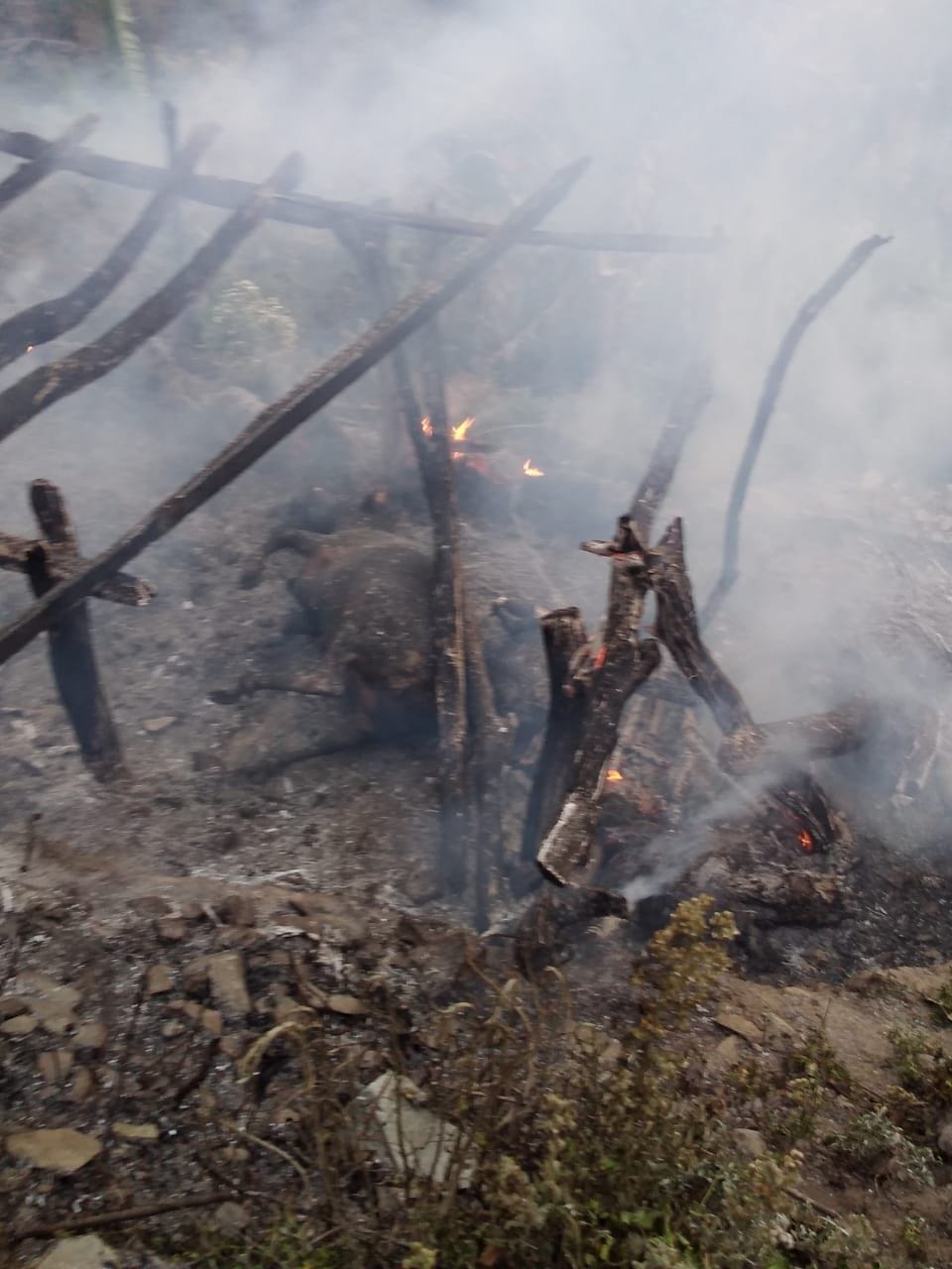 Three animals died due to fire in Gaushala
