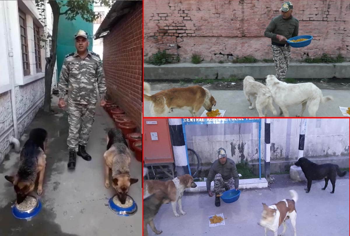 Coronavirus in Jammu Kashmir (J&K) News in Hindi, crpf team of 117 started a campaign to make food available to dogs