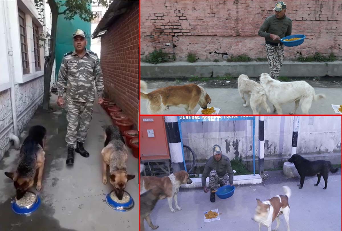 Coronavirus in Jammu Kashmir (J&K) News in Hindi, crpf team of 117 started a campaign to make food available to dogs