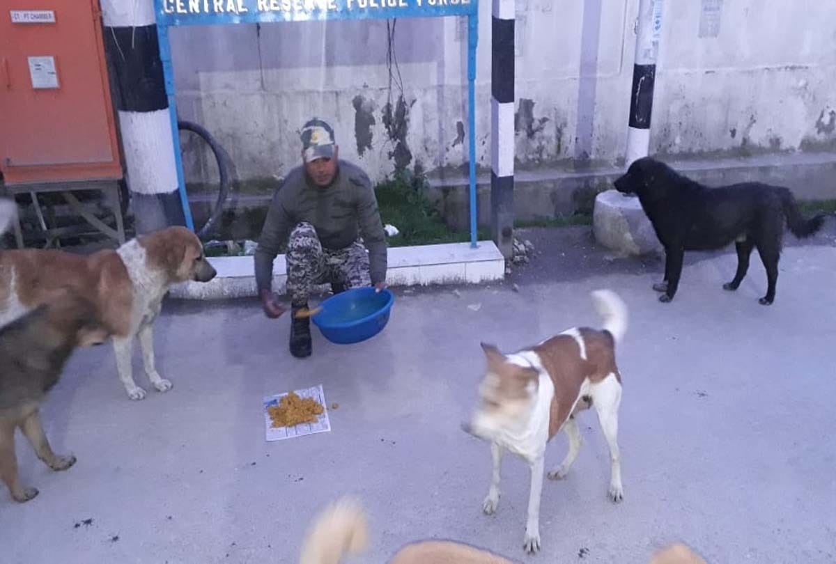 Coronavirus in Jammu Kashmir (J&K) News in Hindi, crpf team of 117 started a campaign to make food available to dogs