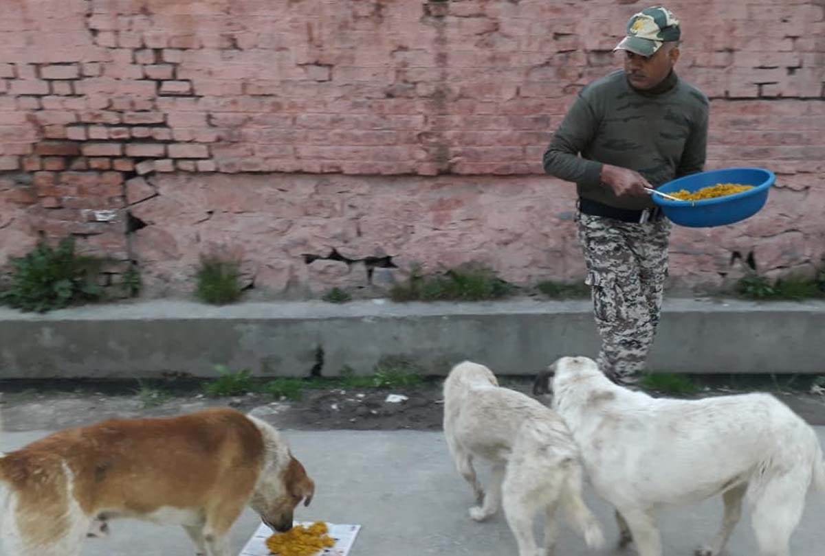 Coronavirus in Jammu Kashmir (J&K) News in Hindi, crpf team of 117 started a campaign to make food available to dogs