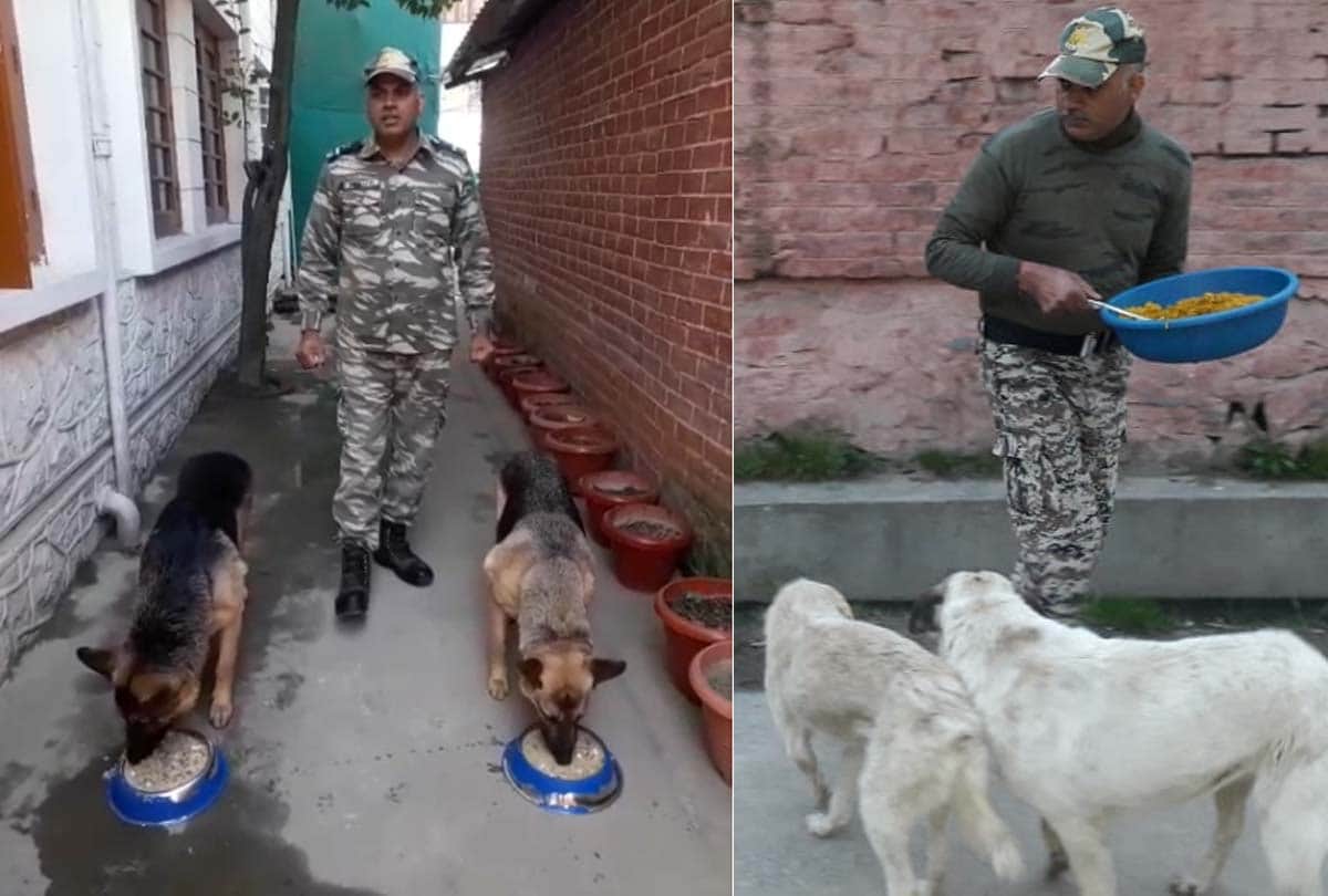 Coronavirus in Jammu Kashmir (J&K) News in Hindi, crpf team of 117 started a campaign to make food available to dogs