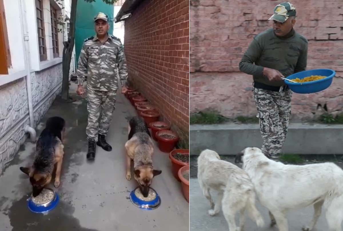 Coronavirus in Jammu Kashmir (J&K) News in Hindi, crpf team of 117 started a campaign to make food available to dogs