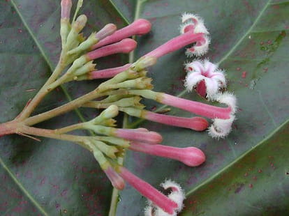 seven plants with medical powers make your immunity system strong and healthy amid coronavirus outbreak