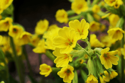 seven plants with medical powers make your immunity system strong and healthy amid coronavirus outbreak