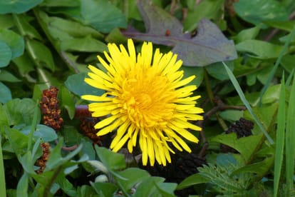 seven plants with medical powers make your immunity system strong and healthy amid coronavirus outbreak