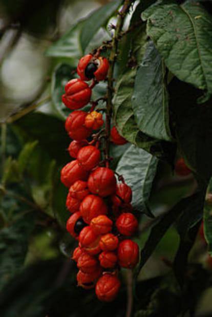 seven plants with medical powers make your immunity system strong and healthy amid coronavirus outbreak