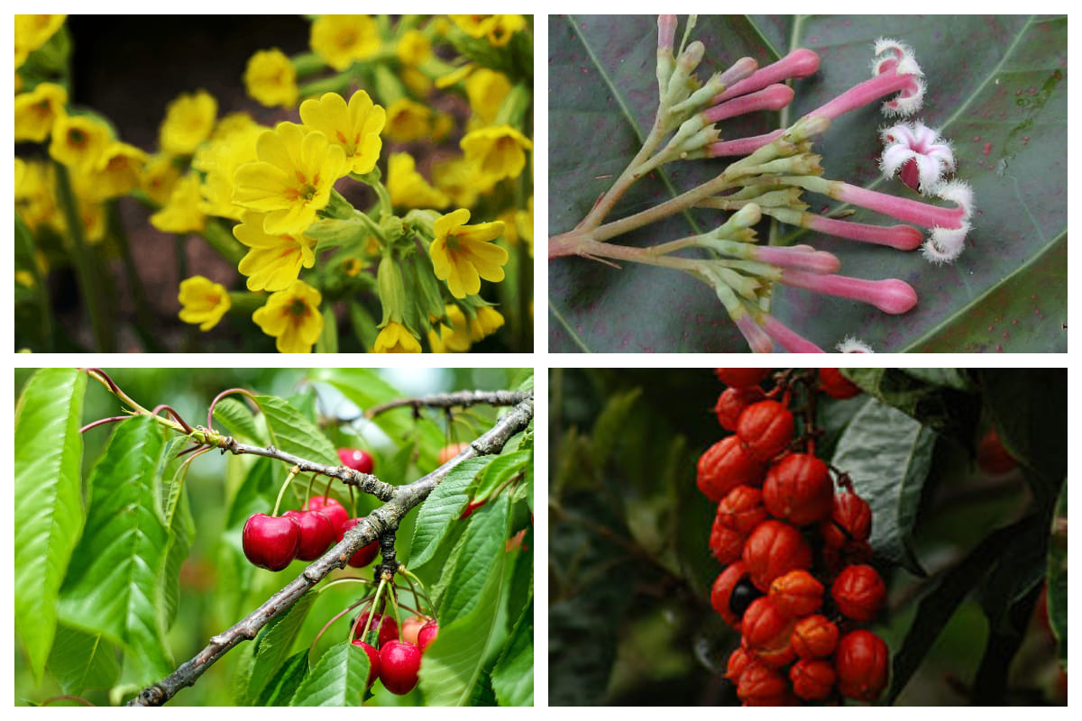 Herbs in danger due to unscientific and illegal exploitation, up to 50 percent extinct in 10 years
