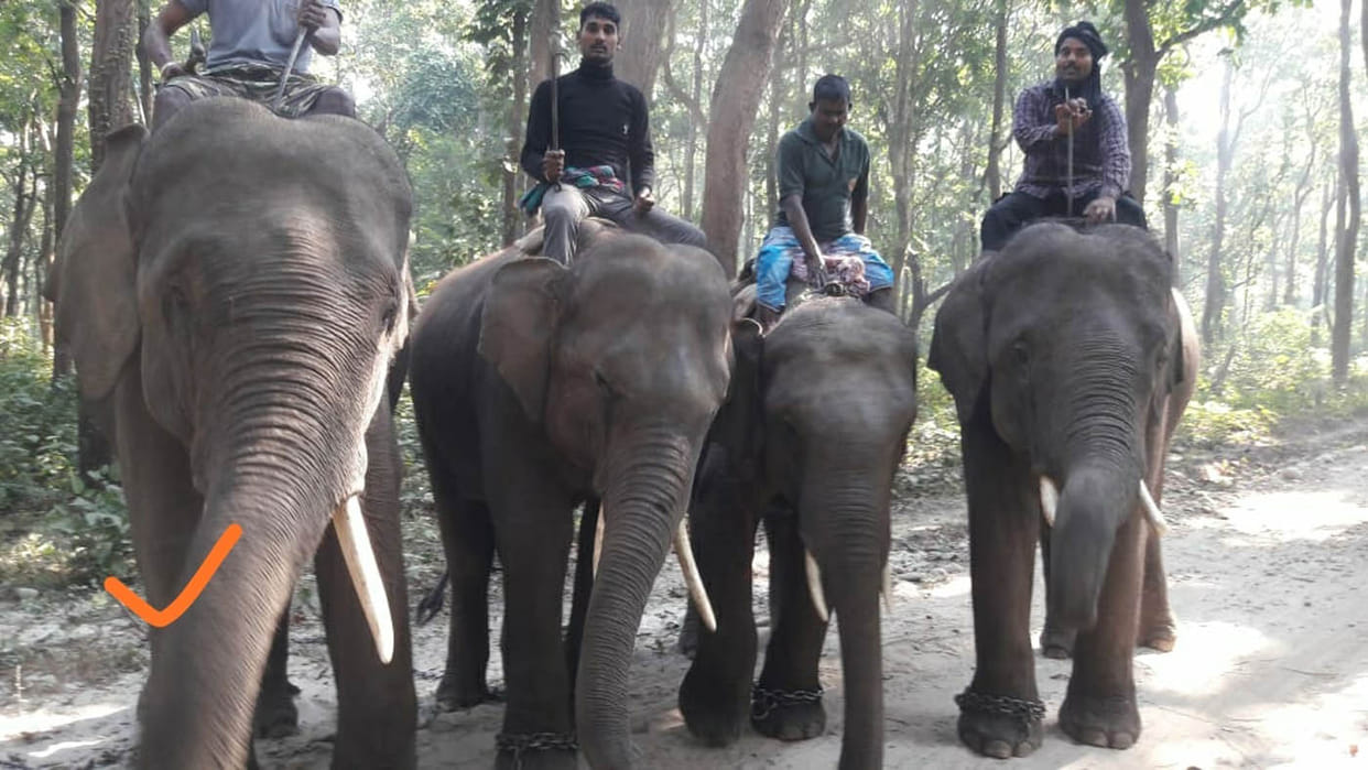 elephant injured in vtr