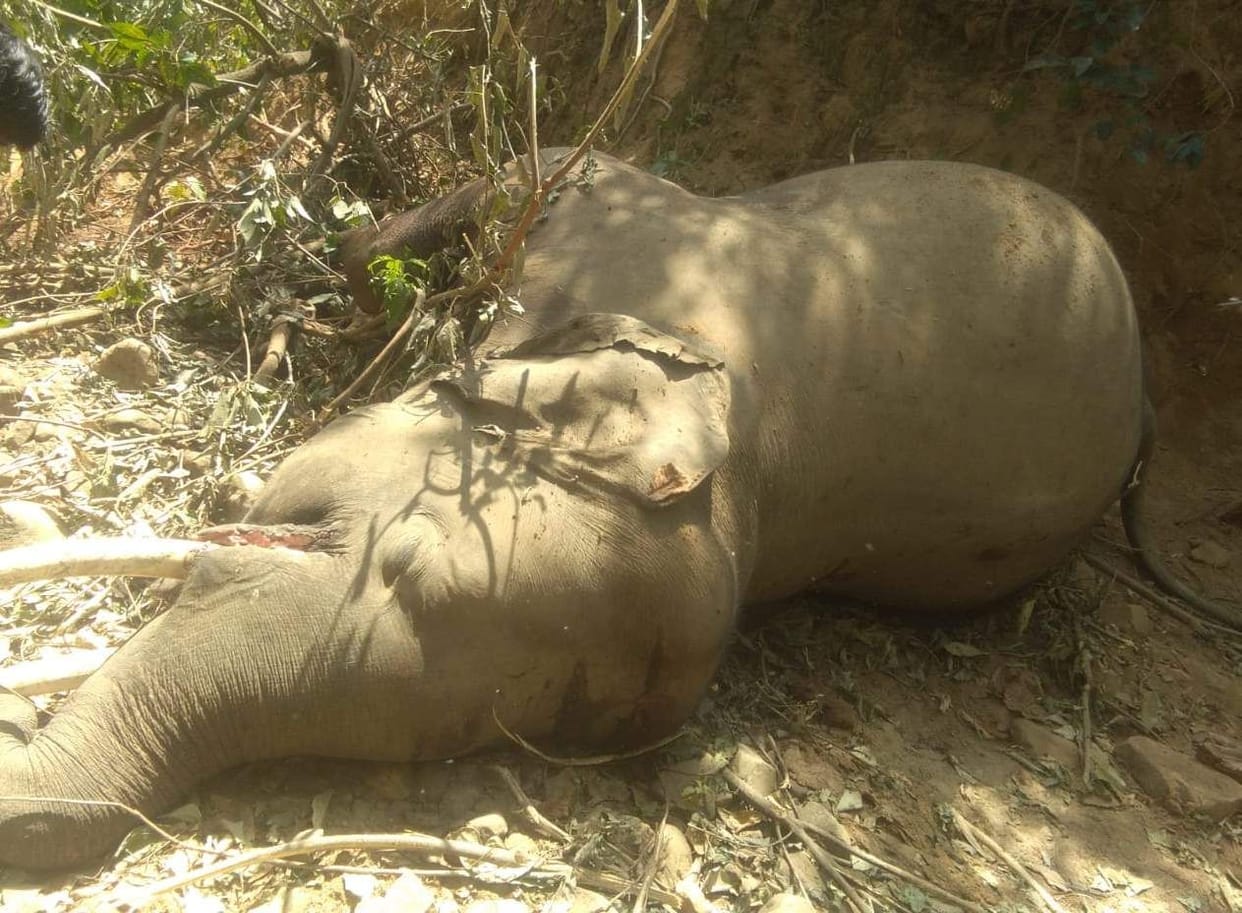 elephant found dead in Laldhang range kotdwar