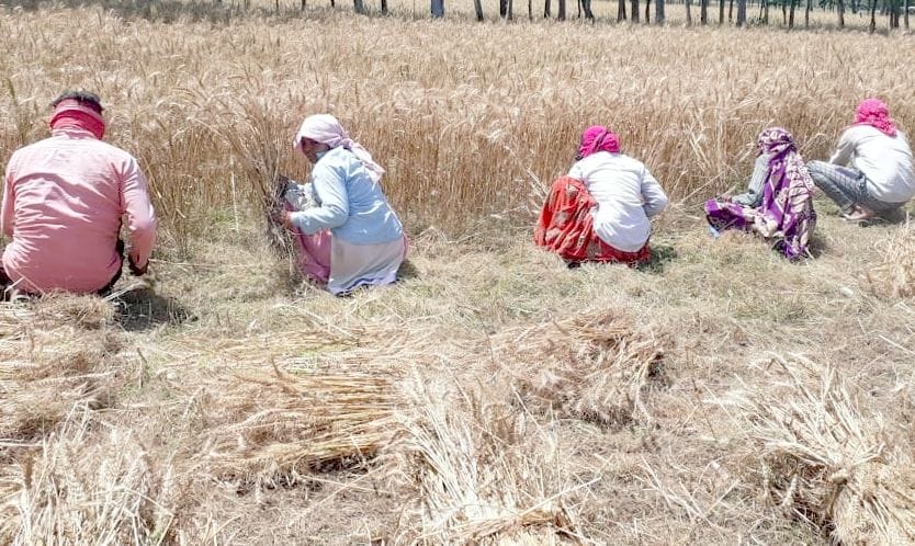 Labor crisis over wheat harvesting