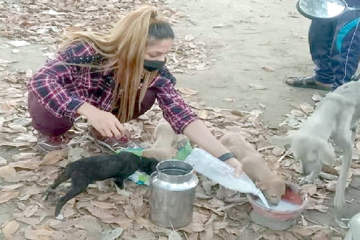 Engineer Shikha foods to destitute animals daily in lockdown at Bijnor City