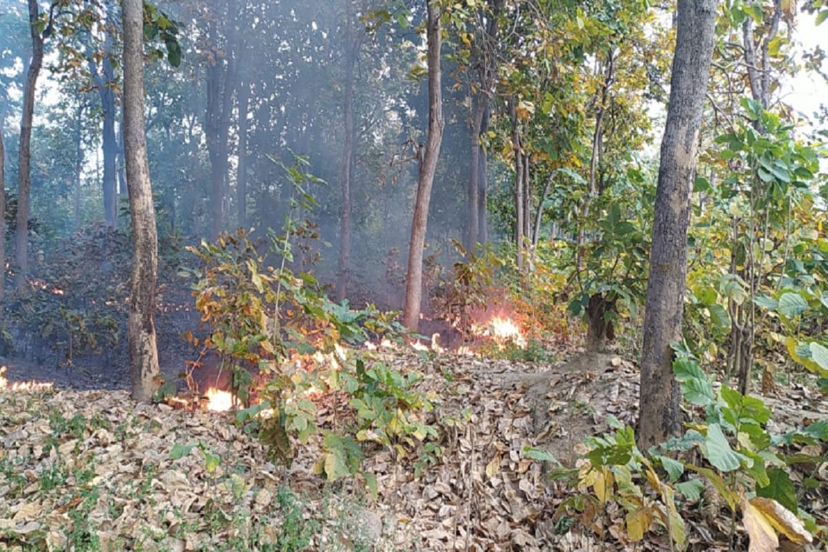 Fire in teak trees in Hastinapur area of Meerut