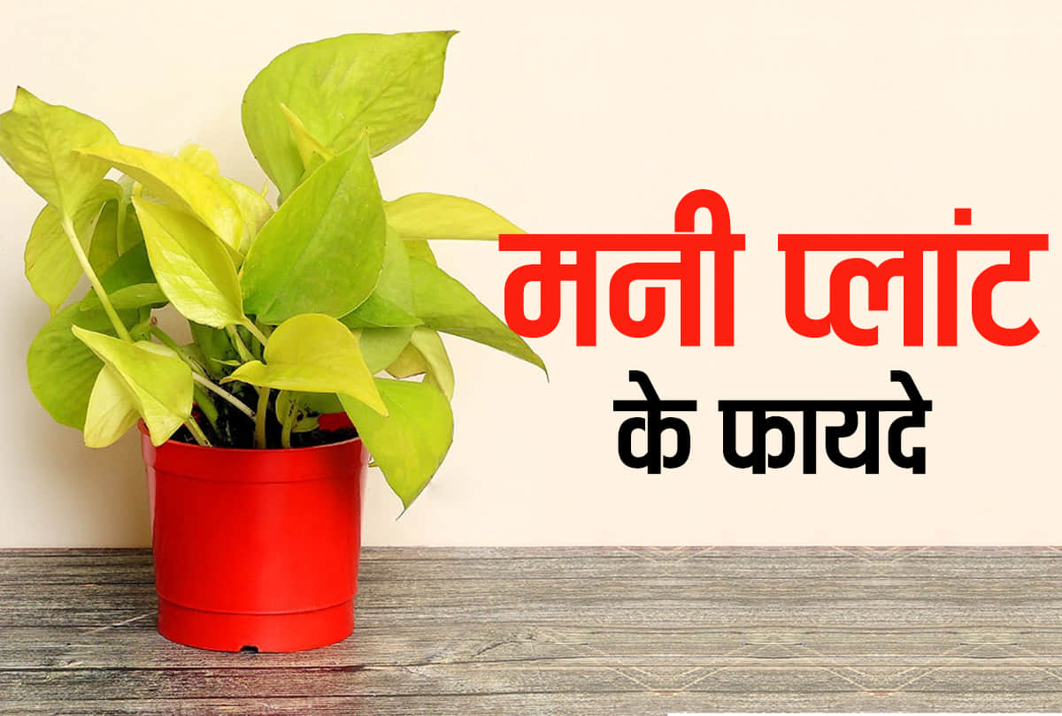 vastu tips for money plant  keep these things in mind planting money plant to attract wealth money and prosperity at home