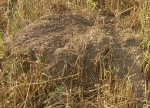 Rats ruined around one hundred bigha wheat crop