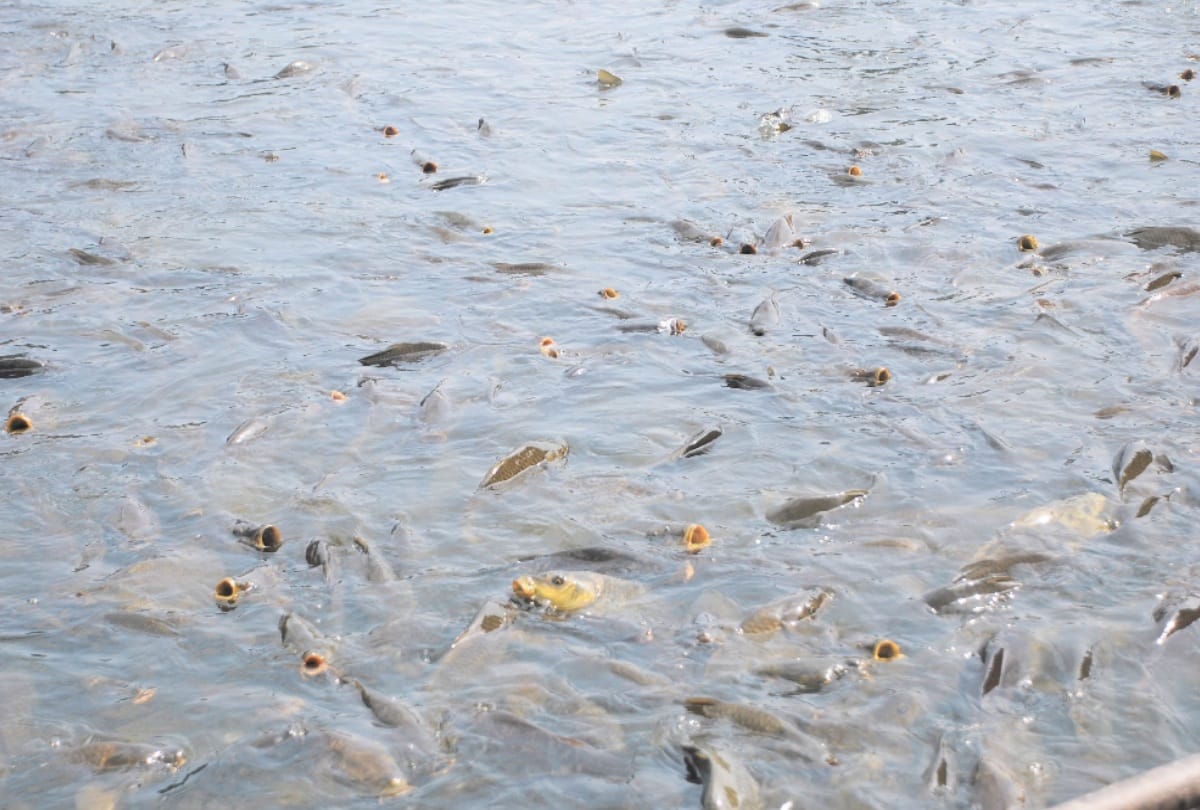 75 thousand fish released in Ganga to make pollution free in varanasi