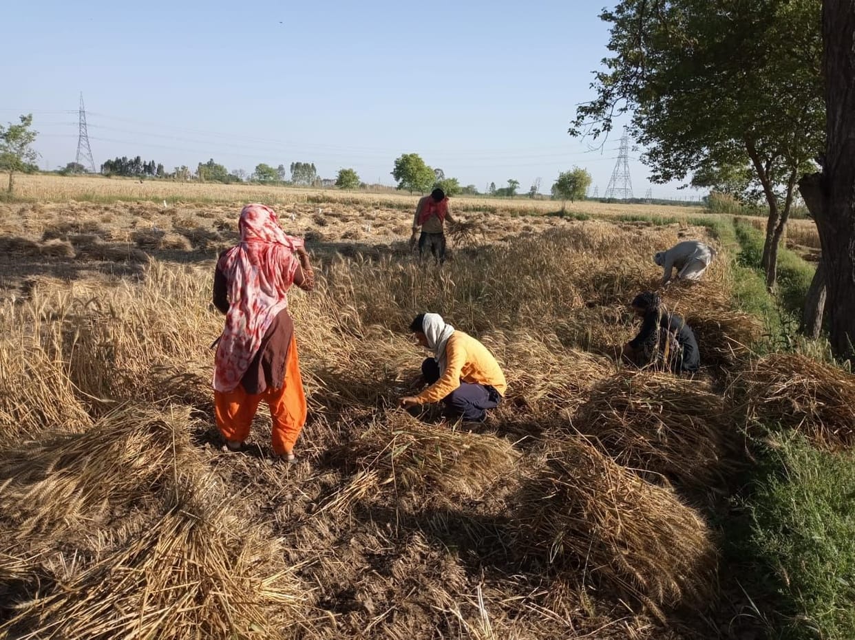 trader get out side labour for wheat purchaseing