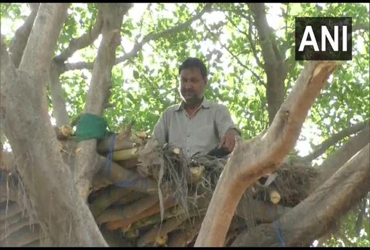 Coronavirus lockdown to maintain social distance UP lawyer made tree house shifted there with son read full story
