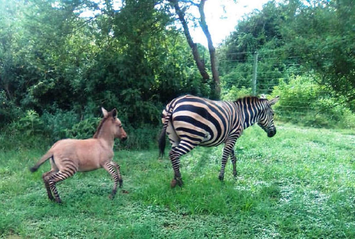 Zebra Donkey Affair zebra had given birth to a zonkey unusual hybrid between a zebra and donkey