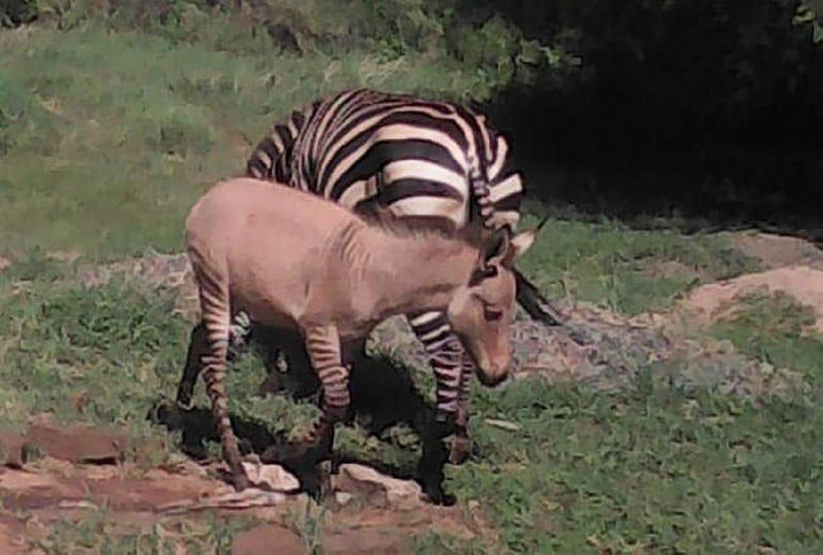 Zebra Donkey Affair zebra had given birth to a zonkey unusual hybrid between a zebra and donkey