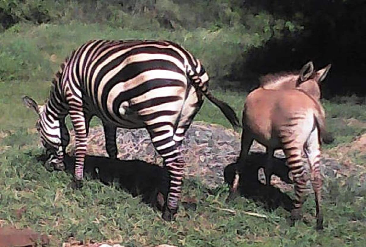 Zebra Donkey Affair zebra had given birth to a zonkey unusual hybrid between a zebra and donkey