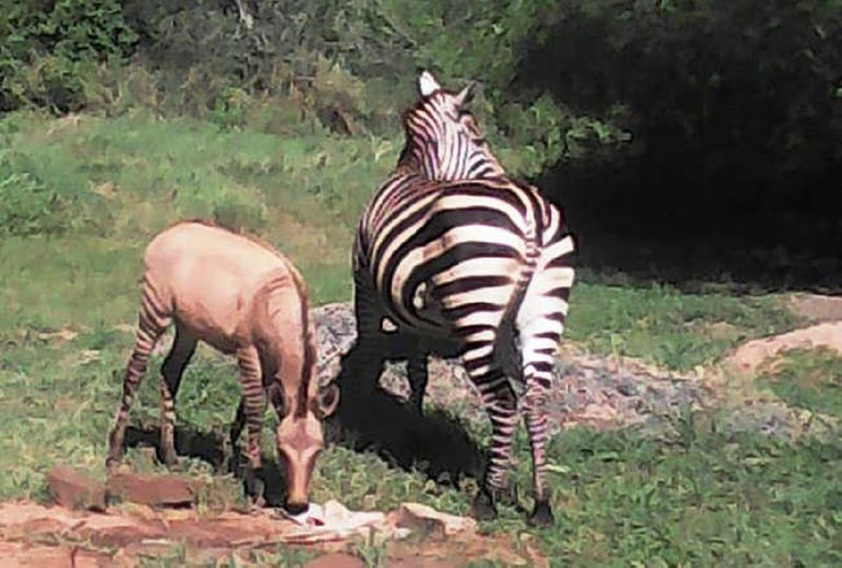 Zebra Donkey Affair zebra had given birth to a zonkey unusual hybrid between a zebra and donkey