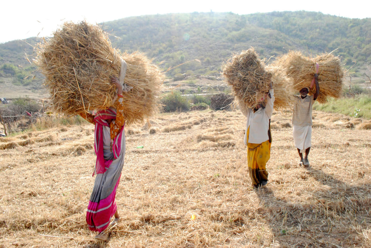 Changing weather in Chitrakoot increased farmers' concern