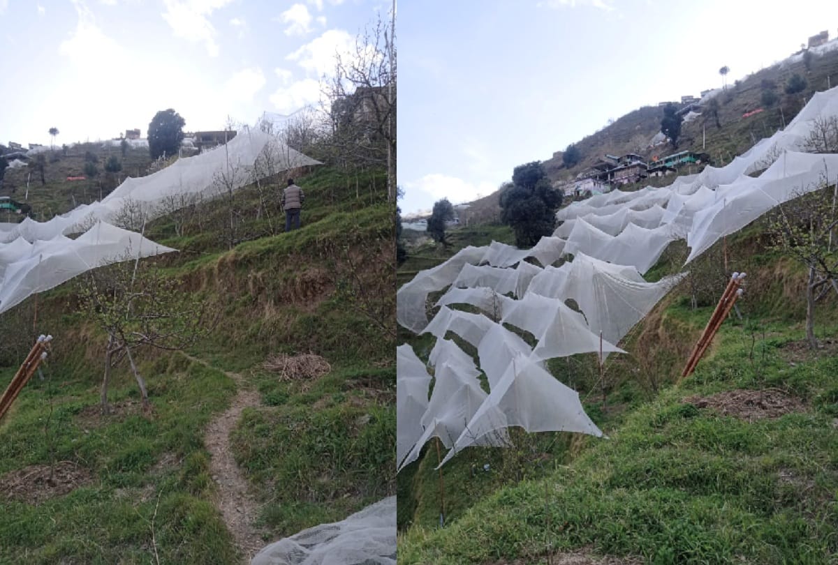 Gardeners not getting expert for anti-hail nets in lockdown