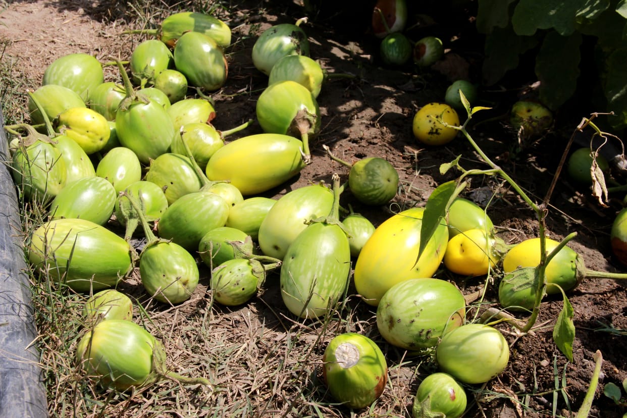 vegitable crop spoiled in field