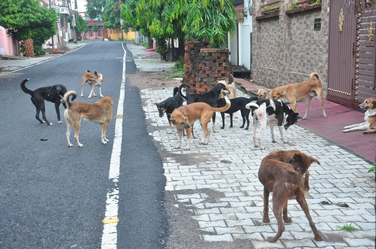 dog bitten 200 people