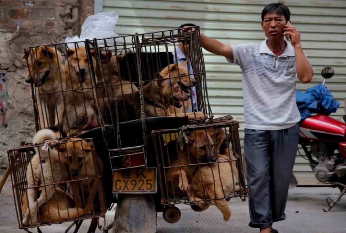 After Mizoram, Nagaland bans dog meat consumption and sales, How much is it bad for health