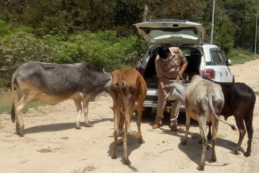 Commendable initiative to eradicate the hunger of animals