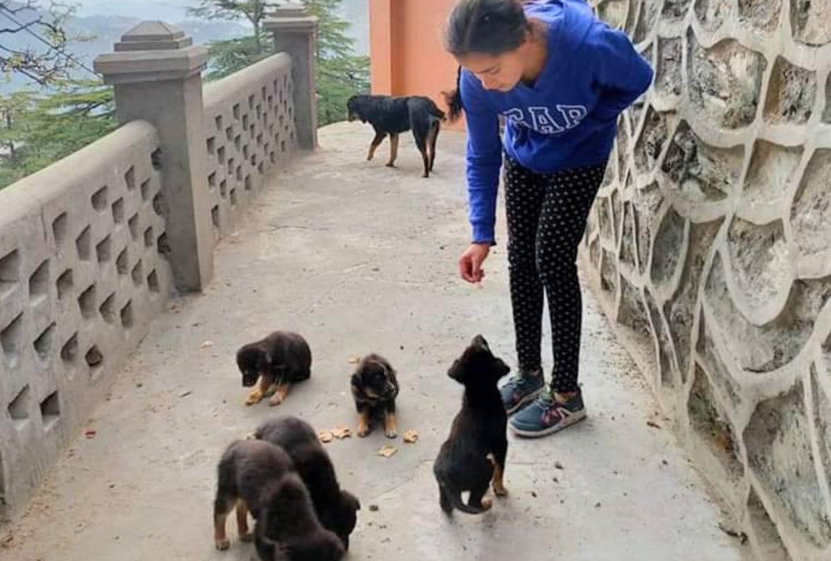 Municipal Corporation Shimla councillor chhalenge to feed stray dogs