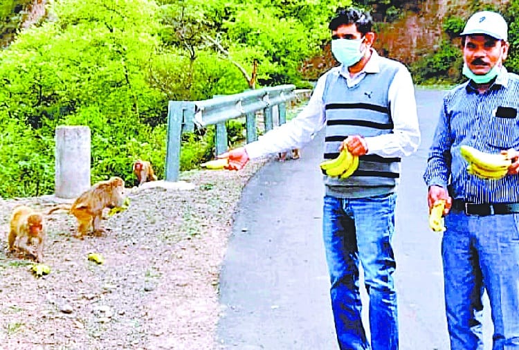 Haryana Doctors feeding to monkeys and destitute animals, coronavirus