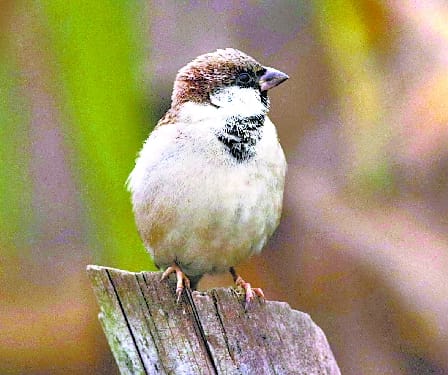 Screams of birds began to be heard even in concrete forest