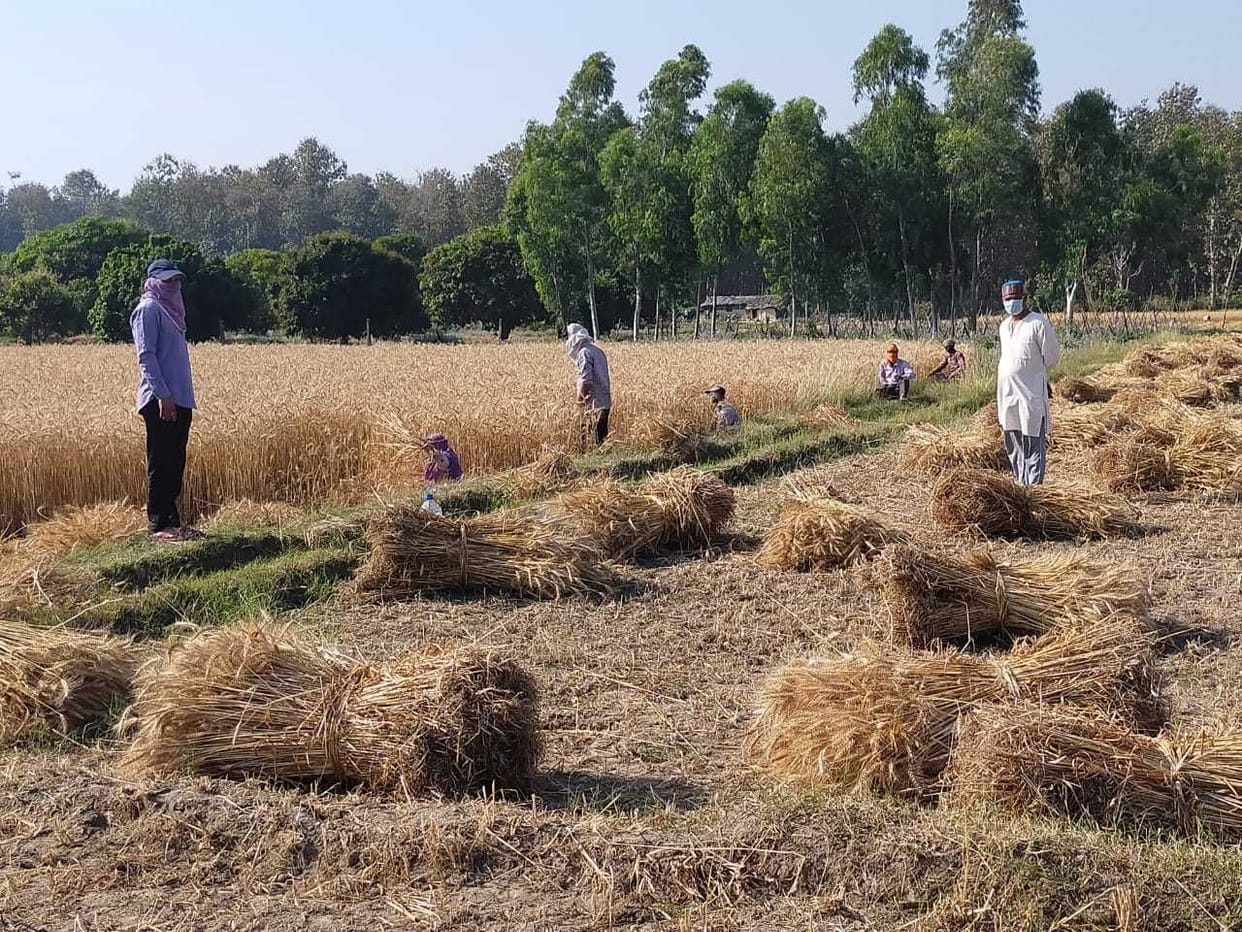 Wheat will be procured in Champawat from April 15