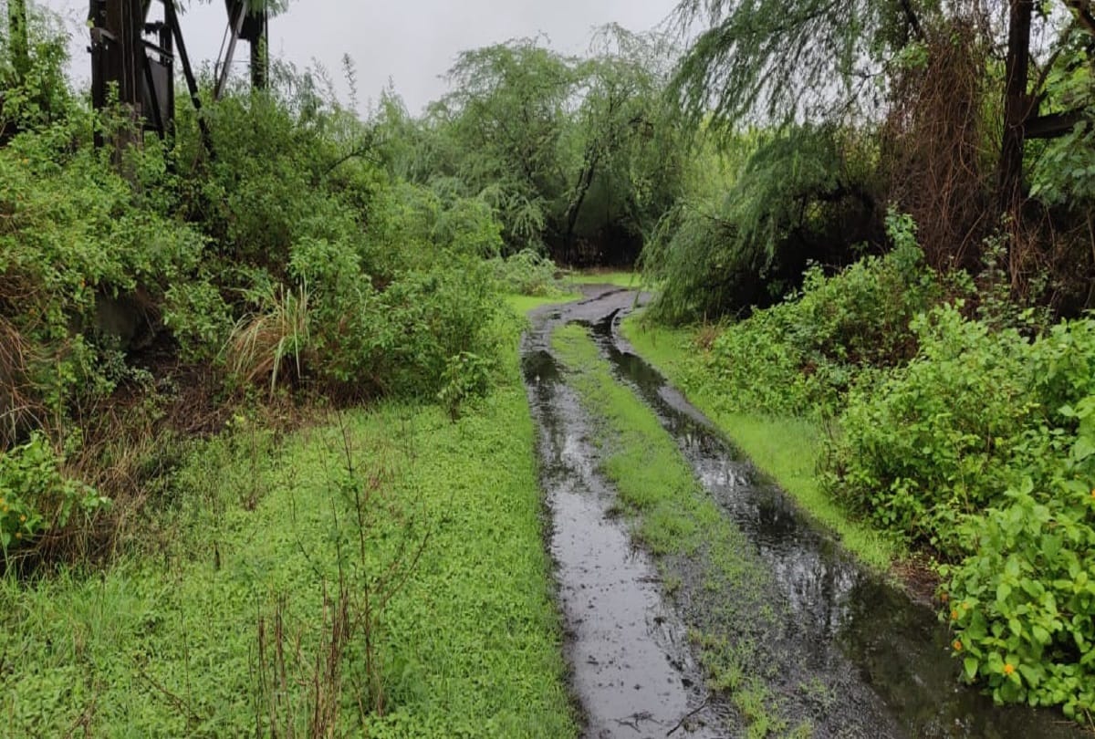 Kishanpur sanctuary tigress reaches bareilly during lockdown in up
