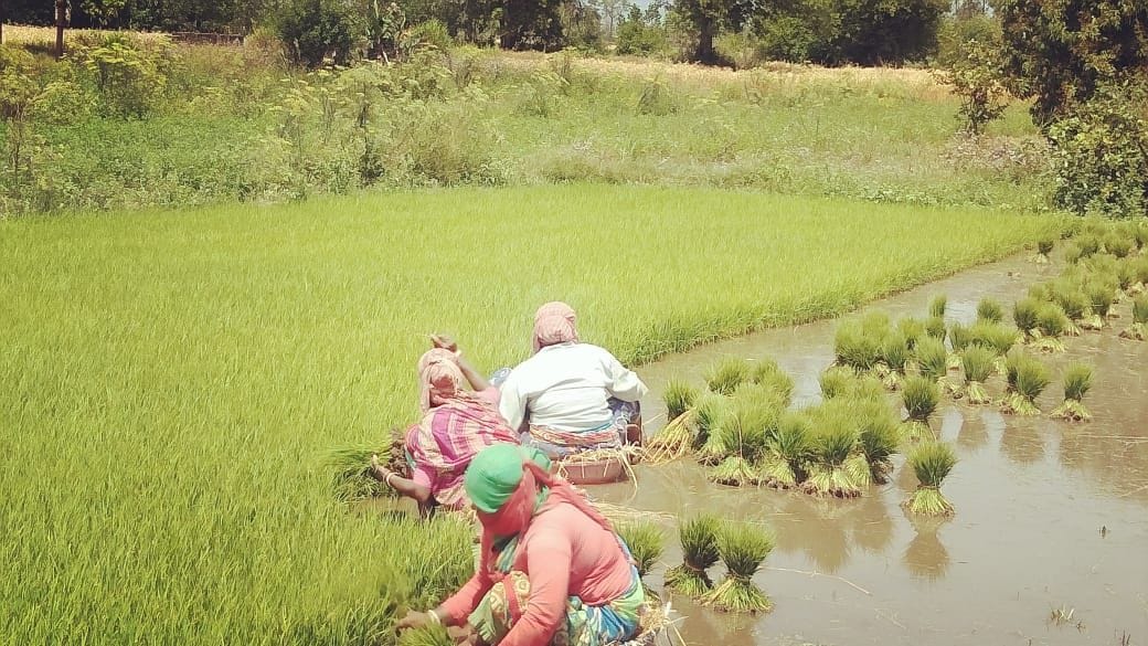 Agriculture