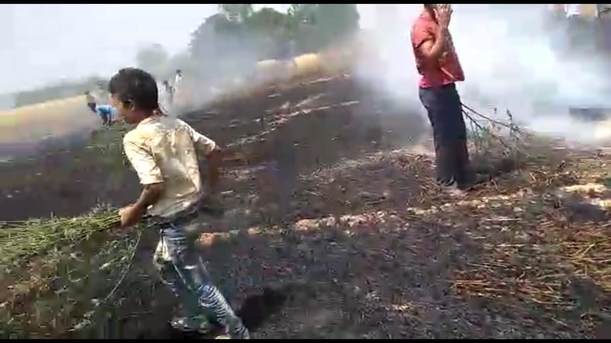 13 bigha wheat crop burnt due to fire