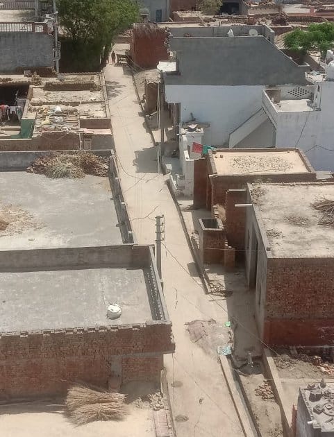 Sir ... arrange wheat, mustard and sugarcane