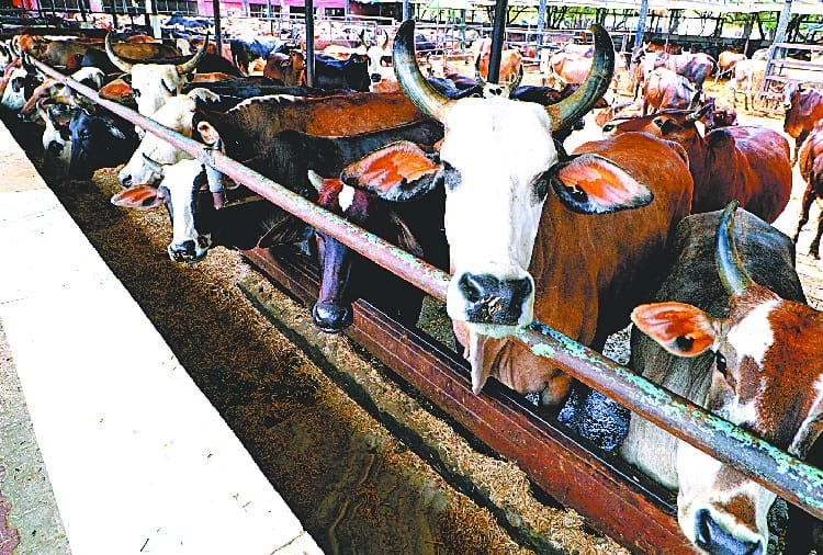 Coronavirus, Lockdown, Curfew Effect in Cow Milk Production