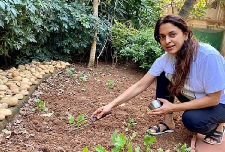 juhi chawla planted vegetables in her farm house during lockdown